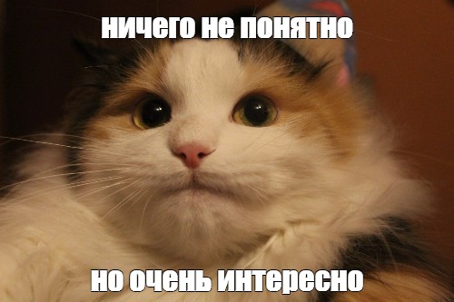 котик в шоке